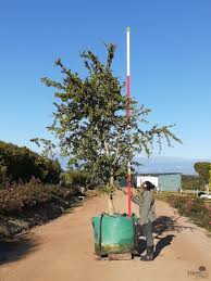 Image result for Dovyalis afra