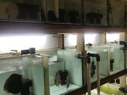 Perhatikan juga suhu air di kolam. Persiapan Air Dan Aquarium Untuk Budidaya Ikan Hias Discus Fish Pt Indodiscus Multi Pratama