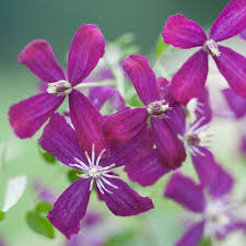 The home depot, inc., commonly known as home depot, is the largest home improvement retailer in the united states, supplying tools, construction products, and services. Sweet Summer Love Clematis X Proven Winners