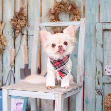 animals おしゃれまとめの人気アイデア pinterest ส น ษา โพธ ใบ 犬 服 ハンドメイド 犬 チワワ