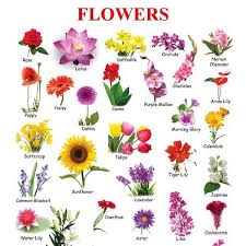 Flowers Uplift The World Beauty Flowersofinstagram Gardensofflowersmakemehappy Soulfood Flower Images With Name Flowers Name List Indian Flower Names