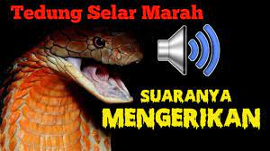 Imam gondrong 4 months ago. Suara Ular Tedung Selar Besar Ketika Marah Mengerikan Youtube