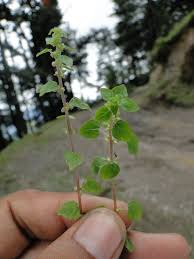 Image result for Parietaria debilis