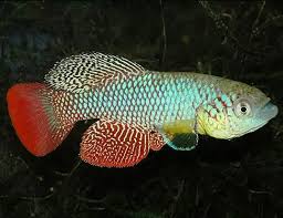 Image result for Turraea fischeri