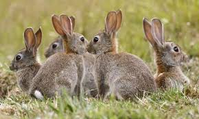 Nowadays, that's changed a lot. How Long Do Rabbits Live Domestic Pet Bunnies Lifespan Simply Pets