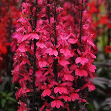 Image result for Lobelia rubescens