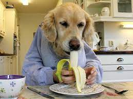 Check spelling or type a new query. Bored Dog Owners During Covid 19 Social Isolation Are Creating Dogs With Human Hands