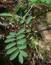 Image result for Tephrosia meisneri