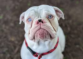 Hey Roper! 🤍 He is a Bulldog mix who arrived as a stray from Murrieta