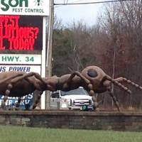 Allison pest control has been servicing new jersey residences and businesses in monmouth and ocean counties with responsive services for over 99 years. Wall Township Nj Giant Ant Page 2