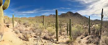 Cactus patch kids care, las vegas, nevada. How To Remove And Treat Thorns Splinters And Other Prick Wounds