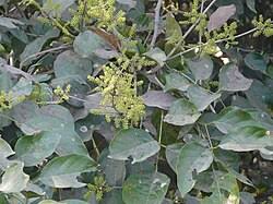 Image result for Combretum xanthothyrsum