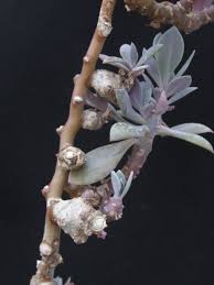 Image result for Kleinia grantii