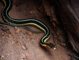 I breed various garter snake species. The Outside Story Garter Snakes Can Be Surprise Guests