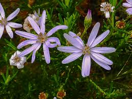 Image result for Olearia