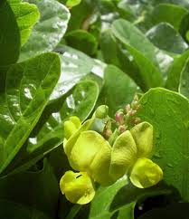 Image result for Vigna comosa