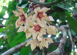 Image result for Cola clavata