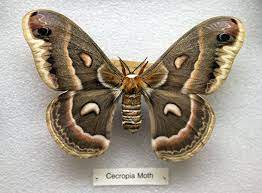 Pin By Ralphspider On Moths Beautiful Butterflies Moth Butterfly