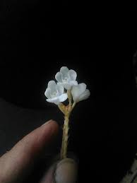 Image result for Didymoplexis