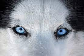 Beautiful Eyes Husky Eyes Siberian Husky Blue Eyes Wolf Eyes