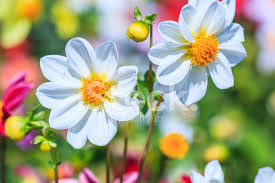 Per il tuo sito web grafica gratis da scaricare gratis nel formato jpg o gif per fare sfondi stellati allee tue pagine web. Fiore Di Dahlia Per Sfondo Fotografie Stock Freeimages Com
