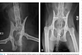 This veterinary anatomical atlas includes 27 scientific illustrations with a selection of labelled structures to understand and discover animal anatomy (skeleton, bones, muscles, joints and viscera). Figure 3 From Fixation Of Pelvic Floor Fractures In Cats Semantic Scholar