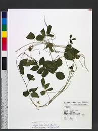 Image result for Vigna hosei