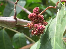 Image result for Ampelocissus africana