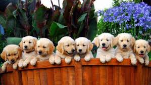 Samoyed Siberian Husky Golden Retriever Puppies For Sale Lebanon Home Facebook