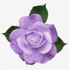 Rosewhite rosablanca tumblr aesthetic png draw. Download Beautiful Transparent Lilac Rose Png Images Background Toppng