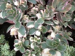 Image result for Kalanchoe fedtschenkoi