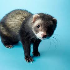 60 Cute and Funny Ferret Names - PetHelpful