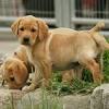 Genetically we have assembled the finest group of labs you will find in the uk or us. 1