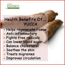 To understand yuca nutrition, it's important to distinguish between different types of yuca and their common uses. 9 Health Benefits Of Yuca Ideas Yuca Health Benefits Health