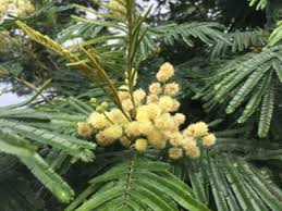 Image result for Acacia mearnsii