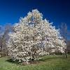 The tree is fast growing with wide branches and prefers full sun or partial shade. 1