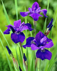 34 Different Types Of Purple Flowers For Your Garden Purple Flowers Meaning Iris Flowers Types Of Purple Flowers Purple Iris Flowers