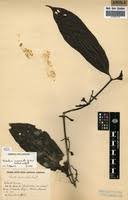 Image result for Massularia