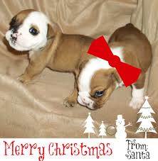 Two young girls attempt to bring christmas joy to a cranky old man so santa will bring them puppies for their good deed. Free Download Bulldog Pros Blog English Bulldog Puppies For Christmas 987x1013 For Your Desktop Mobile Tablet Explore 46 Christmas Bulldog Wallpaper Georgia Bulldogs Wallpaper French Bulldog Wallpaper