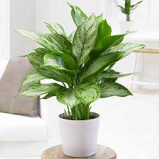 Don't wait to refresh your space. 25 Best Indoor Plants Low Maintenance House Plants For Your Home Glamour Uk