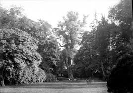 Le Peuplier De L Arquebuse Dijon Tree Plants Outdoor