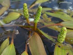 The most popular aquarium species (e.g. Potamogeton Crispus The Curled Pondweed Or Curlyleaf Pondweed Is A Species Of Aquatic Plant Native To Eurasia But An Introdu Plants Water Plants Aquatic Plants