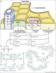 Secondary xylem (wood) cells undergo cell expansion, extensive secondary cell wall (scw) thickening, and ultimately programmed cell death. Overview Of Plant Cell Wall Lignification A Lignin Is Produced Download Scientific Diagram