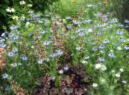 Cover lightly with soil as light is required for germination. Love In A Mist Nigella Damascena Wisconsin Horticulture