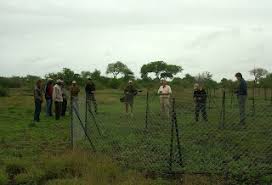 Image result for Habenaria pasmithii