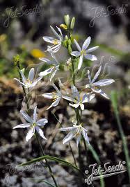 Image result for Anthericaceae