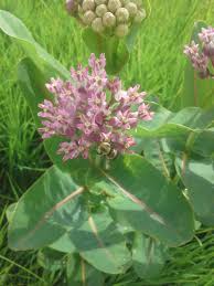 Sullivant Milkweed Asclepias Sullivantii Is Very Fragrant Perennial That Grows In Full Sun And Prefers Moist Soil It Can Take Asclepias Perennials Milkweed