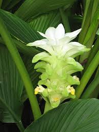 Image result for Curcuma
