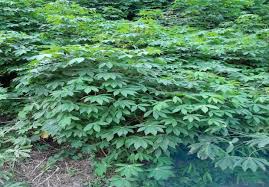 Image result for Manihot esculenta