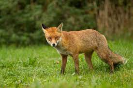 Dennoch kann es mal passieren, dass man sie im. Fuchs Im Garten Was Dagegen Tun